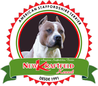 New Kraftfeld Kennel - American Staffordshire Terrier